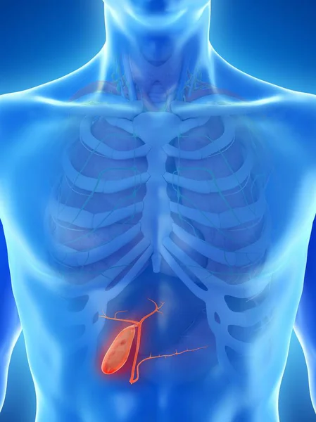 Видимый Желчный Пузырь Мужском Теле Модель Компьютерная Иллюстрация — стоковое фото