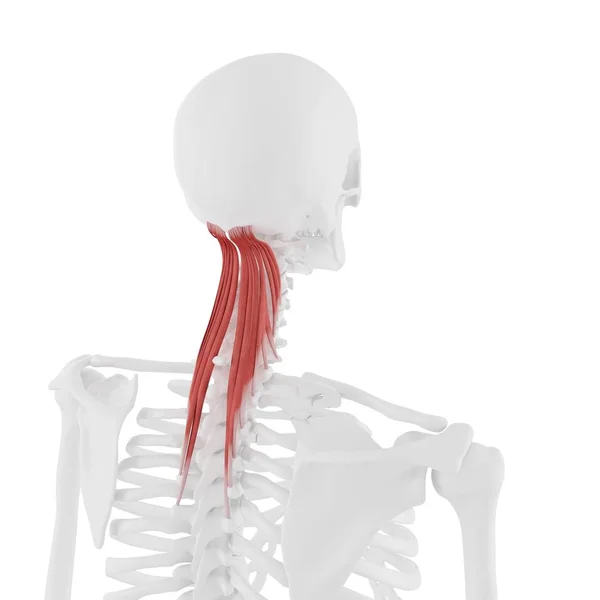 Human Skeleton Red Colored Semispinalis Capitis Muscle Digital Illustration — Stock Photo, Image