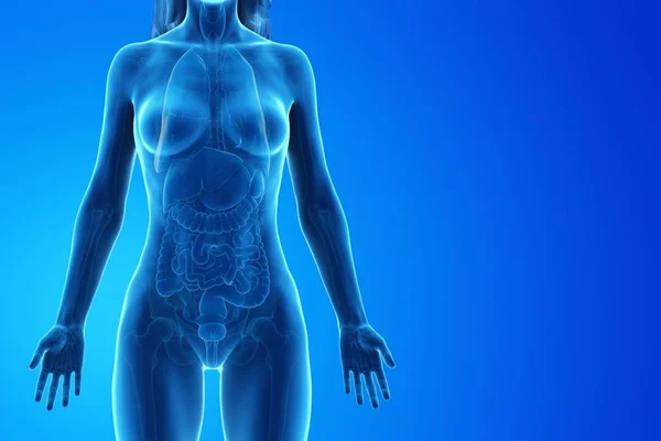 Modèle Corps Humain Montrant Anatomie Féminine Avec Des Organes Internes — Photo