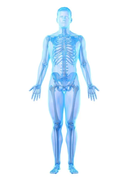 Mannelijk Skelet Transparant Lichaamssilhouet Computerillustratie — Stockfoto