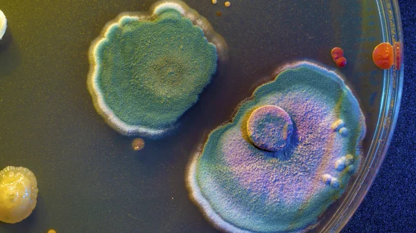 Microbiële Kolonies Petrischaal Computerillustratie — Stockfoto