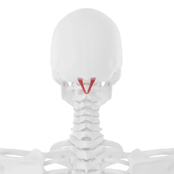 Menschliches Skelett Mit Rotgefärbtem Rectus Capitis Posterior Major Muskel Digitale — Stockfoto