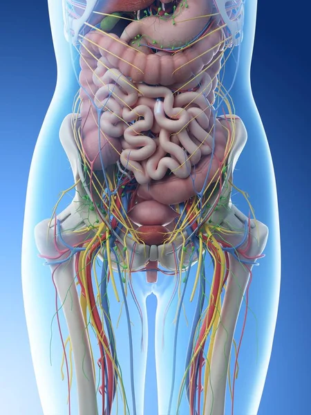 女性の腹部の解剖学と内部器官 コンピュータイラスト — ストック写真