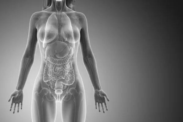 Модель Людського Тіла Показує Жіночу Анатомію Внутрішніми Органами Цифрова Ілюстрація — стокове фото