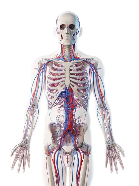 Mužská Anatomie Ukazující Cévní Systém Počítačová Ilustrace — Stock fotografie