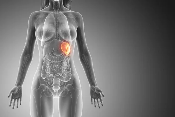 Glowing Spleen Female Body Digital Illustration — 스톡 사진