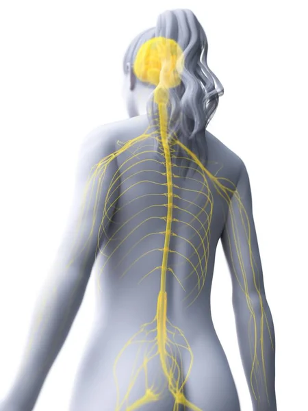 Silueta Femenina Abstracta Con Cerebro Visible Médula Espinal Del Sistema —  Fotos de Stock