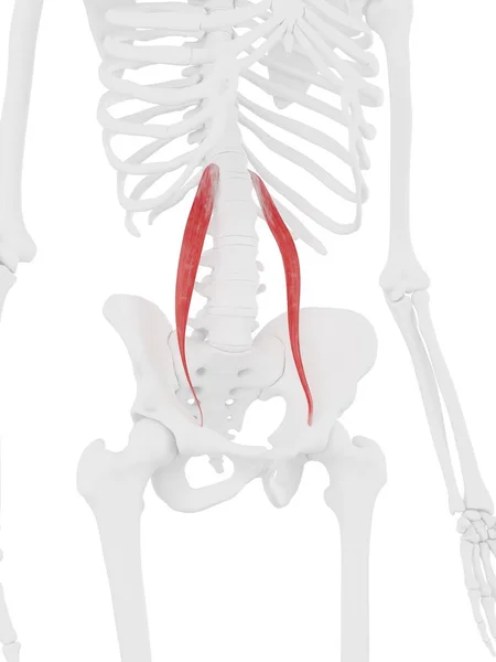 Esqueleto Humano Con Músculo Menor Psoas Color Rojo Ilustración Digital —  Fotos de Stock