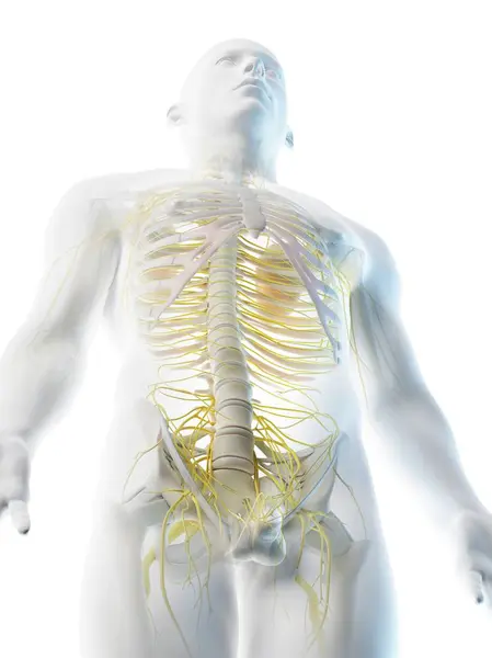 Nerves Upper Male Body Computer Illustration — Stock Photo, Image