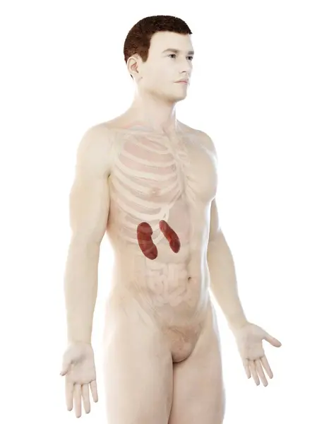 Anatomía Masculina Con Riñones Coloreados Visibles Ilustración Por Computadora —  Fotos de Stock