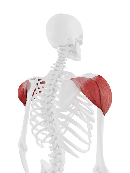 Esqueleto Humano Con Detallado Músculo Rojo Deltoides Ilustración Digital —  Fotos de Stock