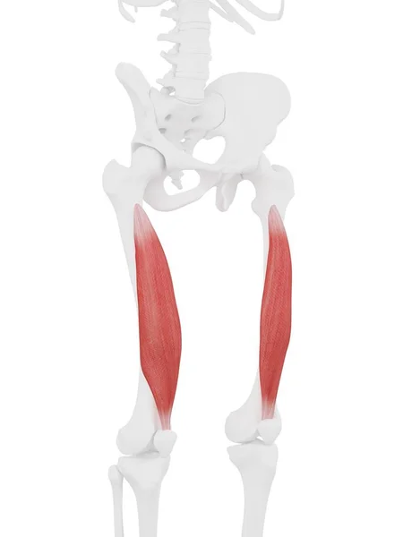 Modelo Esqueleto Humano Con Músculo Vastus Intermedius Detallado Ilustración Por —  Fotos de Stock