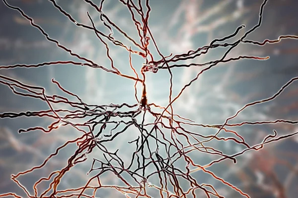 Ilustração Digital Células Nervosas Piramidais Córtex Cerebral Cérebro — Fotografia de Stock