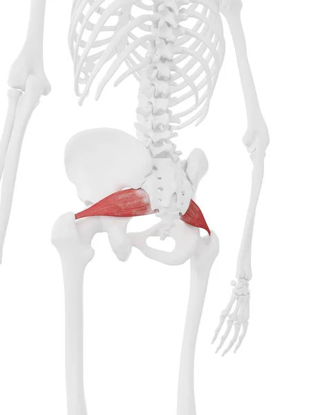 Esqueleto Humano Com Músculo Piriforme Cor Vermelha Ilustração Digital — Fotografia de Stock