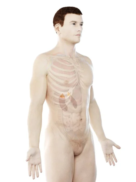 Cuerpo Masculino Con Glándulas Suprarrenales Ilustración Por Ordenador — Foto de Stock