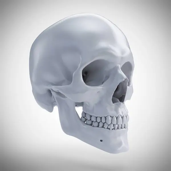 Human Skull White Background Computer Illustration — Stock Photo, Image