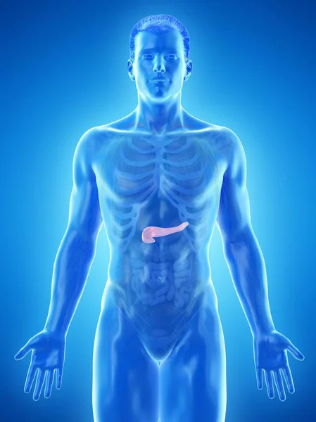 Corpo Masculino Anatomia Pâncreas Ilustração Computacional — Fotografia de Stock