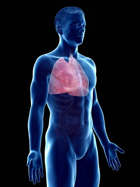 Pulmones Anatomía Del Cuerpo Masculino Ilustración Por Computadora — Foto de Stock