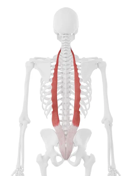 Human Skeleton Red Colored Iliocostalis Muscle Digital Illustration — Stock Photo, Image