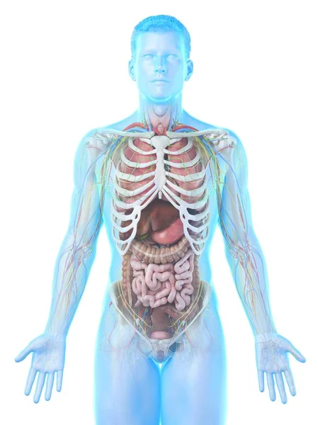 Realistic Human Body Model Showing Male Anatomy Internal Organs Ribs — Stock Photo, Image