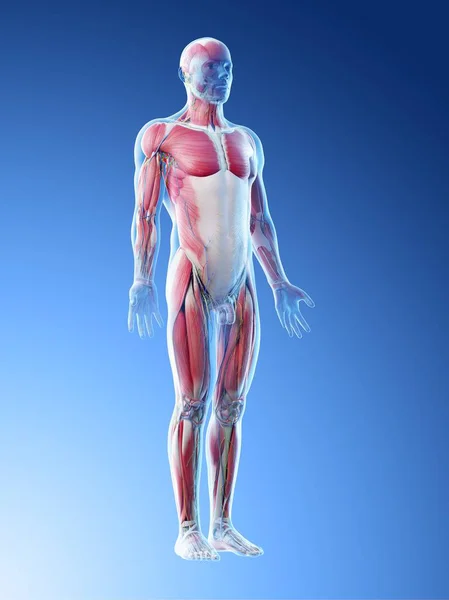 Human Body Model Showing Male Anatomy Muscular System Digital Illustration — Stock Photo, Image