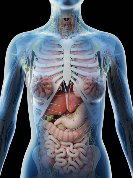 女性の上体の解剖学と内部器官 コンピュータイラスト — ストック写真