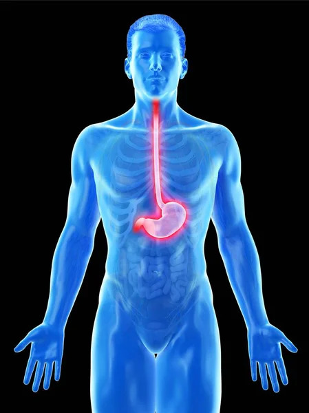Anatomia Żołądka Abstrakcyjnym Ciele Mężczyzny Ilustracja Komputerowa — Zdjęcie stockowe