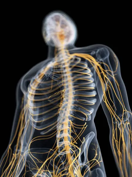 Silhueta Masculina Abstrata Com Cérebro Visível Nervos Sistema Nervoso Ilustração — Fotografia de Stock