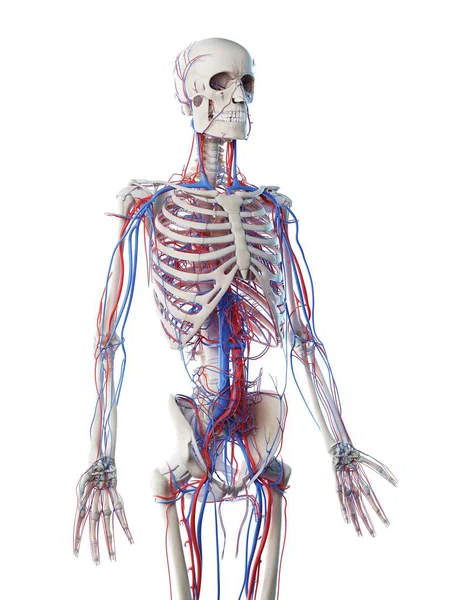 Male Anatomy Showing Skeleton Vascular System Computer Illustration — Stock Photo, Image