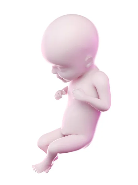 Human Fetus Week Computer Illustration — Stock Photo, Image