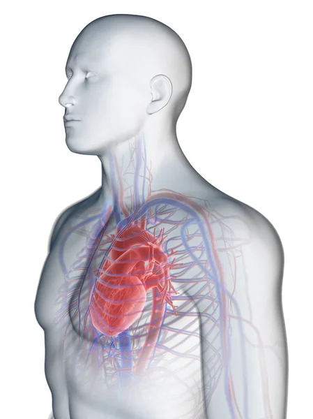 Sistema Cardiovascular Corpo Masculino Ilustração Computacional — Fotografia de Stock
