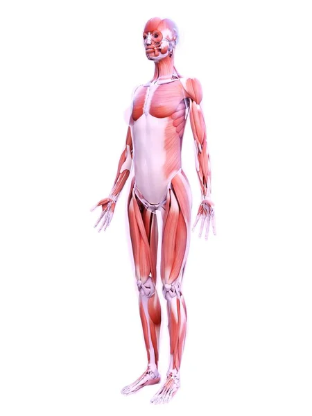 Realistic Structure Female Musculature Digital Illustration — ストック写真