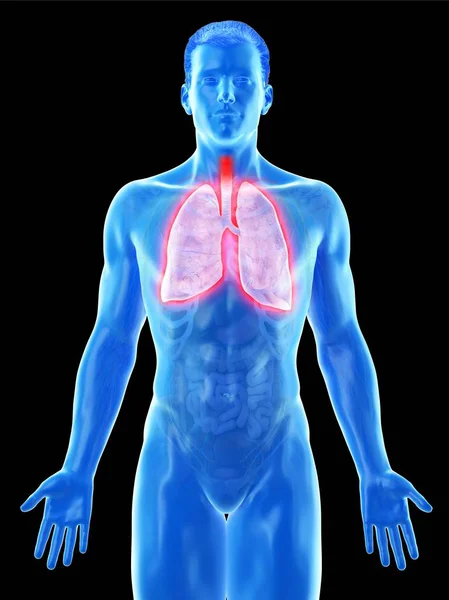 Poumons Dans Anatomie Corps Masculin Illustration Par Ordinateur — Photo