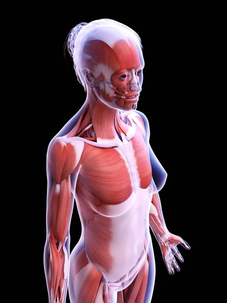 女性肌肉的实际结构 计算机图解 — 图库照片