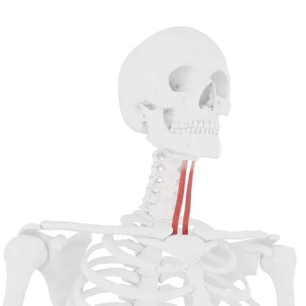 Скелет Человека Красным Цветом Стерноподъязычной Мышцы Цифровая Иллюстрация — стоковое фото