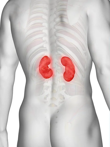 目に見える色の腎臓を持つ男性の解剖学 コンピュータイラスト — ストック写真