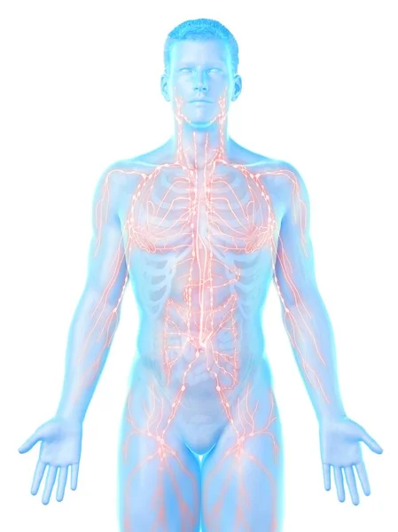 Anatomical Male Model Showing Lymphatic System Digital Illustration — Stock Photo, Image