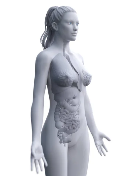 Silueta Cuerpo Femenino Que Muestra Anatomía Completa Ilustración Digital —  Fotos de Stock