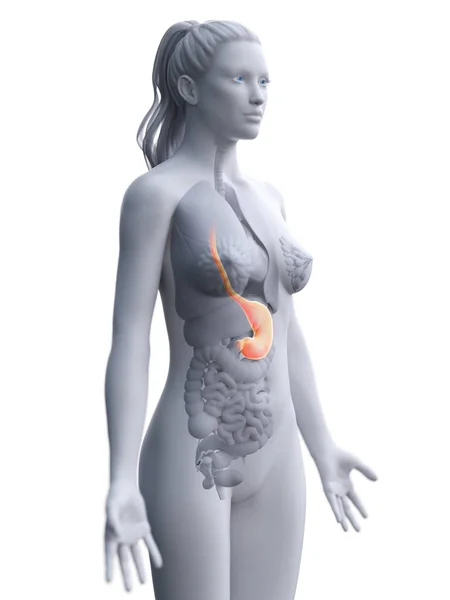 Modelo Corpo Feminino Abstrato Demonstrando Estômago Anatomia Humana Ilustração Digital — Fotografia de Stock