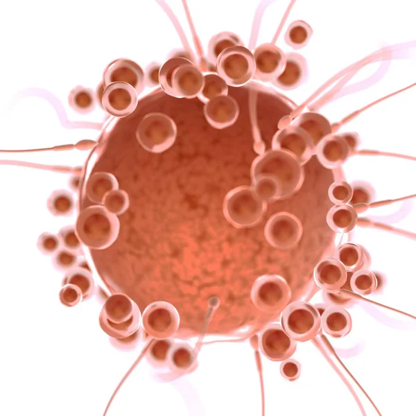 Yumurta Hücresinin Sperm Ile Döllenmesi Dijital Illüstrasyon — Stok fotoğraf