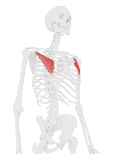 Человеческий Скелет Мелкими Мышцами Пекторалиса Красного Цвета Цифровая Иллюстрация — стоковое фото