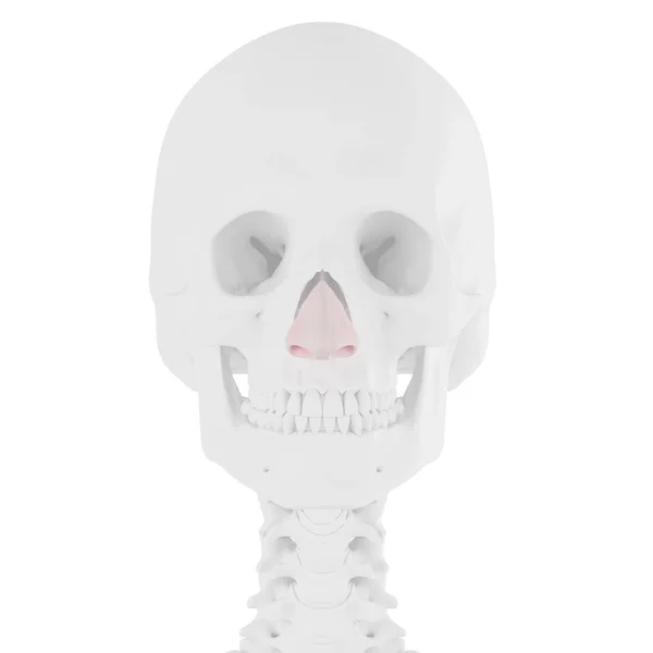 Esqueleto Humano Con Cartílago Nasal Color Rojo Ilustración Digital —  Fotos de Stock