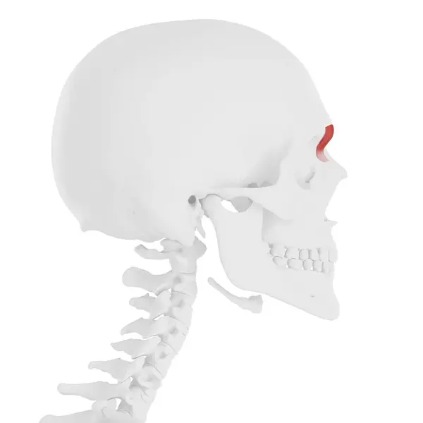 Menschlicher Schädel Mit Detailliertem Roten Depressor Supercili Muskel Digitale Illustration — Stockfoto