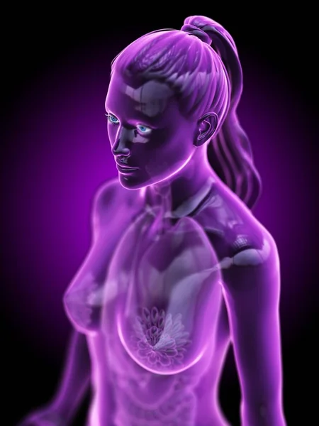 Human Body Model Showing Female Anatomy Lungs Digital Render Illustration — Stock Photo, Image