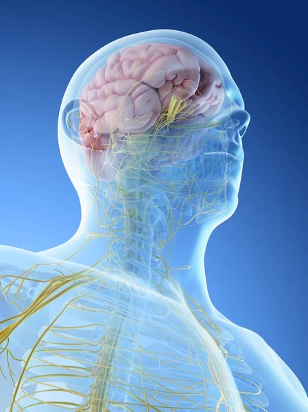男性の頭と首の神経系 コンピュータイラスト — ストック写真