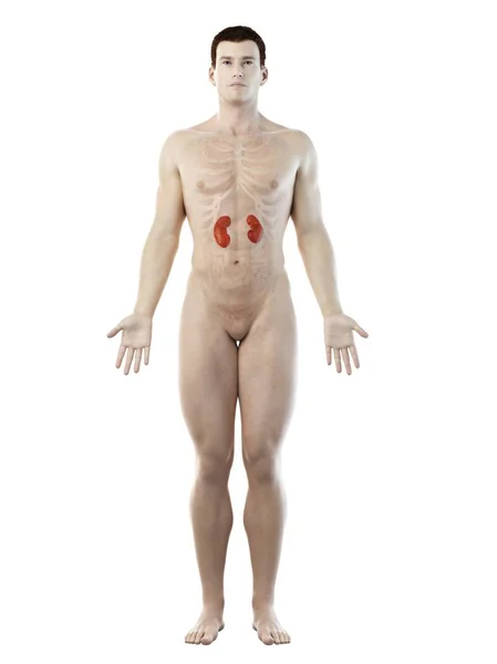 Mannelijke Anatomie Met Zichtbare Gekleurde Nieren Computer Illustratie — Stockfoto