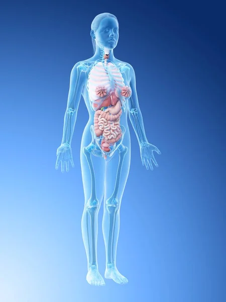 Emberi Test Modellje Amely Belső Szervekkel Mutatja Női Anatómiát Digitális — Stock Fotó