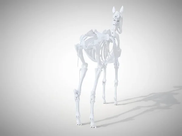 Horse Skeleton Realistic Rendering — Stock Photo, Image