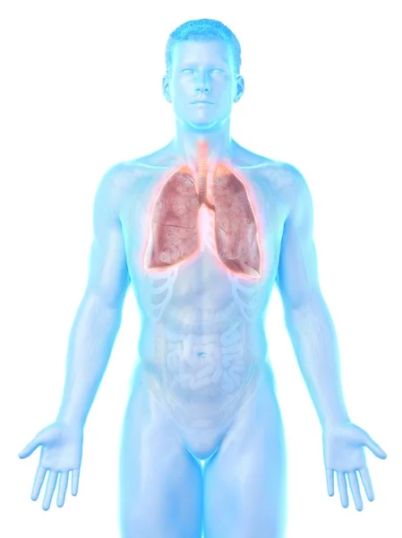Polmoni Anatomia Del Corpo Maschile Illustrazione Computer — Foto Stock