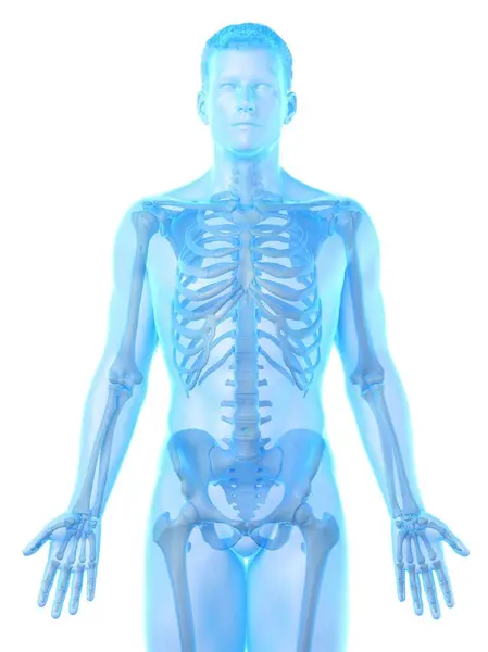 Male Skeleton Transparent Body Silhouette Computer Illustration — Stock Photo, Image